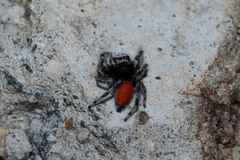 Phidippus phoenix