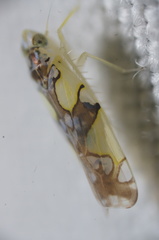 Protalebrella conica