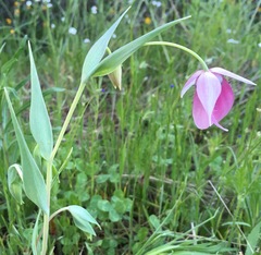 Calochortus amoenus