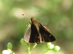 Cymaenes odilia
