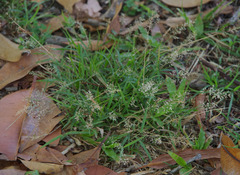 Eragrostis tenellula