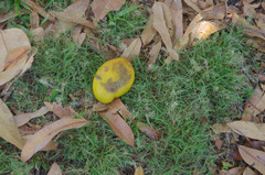 Eragrostis tenellula