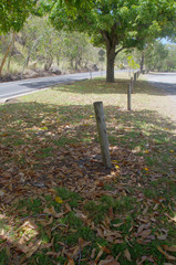 Eragrostis tenellula