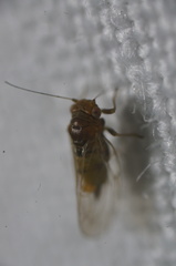Heteropsylla