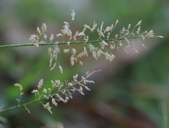 Eragrostis tenellula