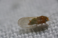 Heteropsylla