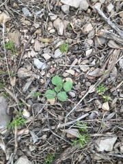 Scutellaria tuberosa