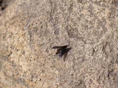 Conophorus fenestratus