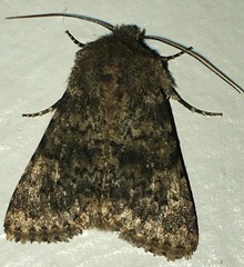 Pseudobryomima fallax