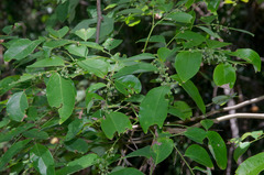 Phyllanthus cuscutiflorus