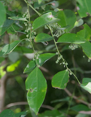 Phyllanthus cuscutiflorus