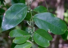 Phyllanthus cuscutiflorus