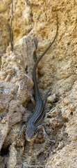Ctenotus robustus