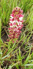 Disa albomagentea
