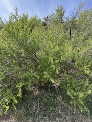 Pseudoziziphus parryi