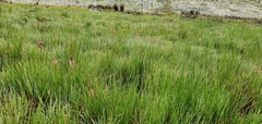 Disa albomagentea