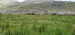 Disa albomagentea
