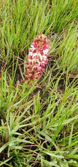 Disa albomagentea