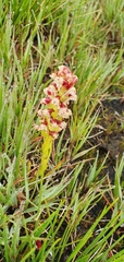 Disa obtusa