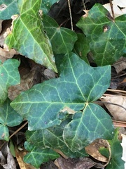Hedera helix