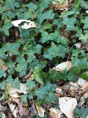 Hedera helix