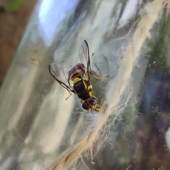 Bactrocera