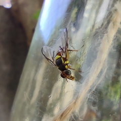 Bactrocera