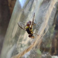 Bactrocera