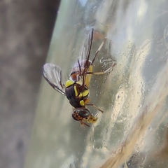 Bactrocera