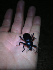 Eleodes grandicollis