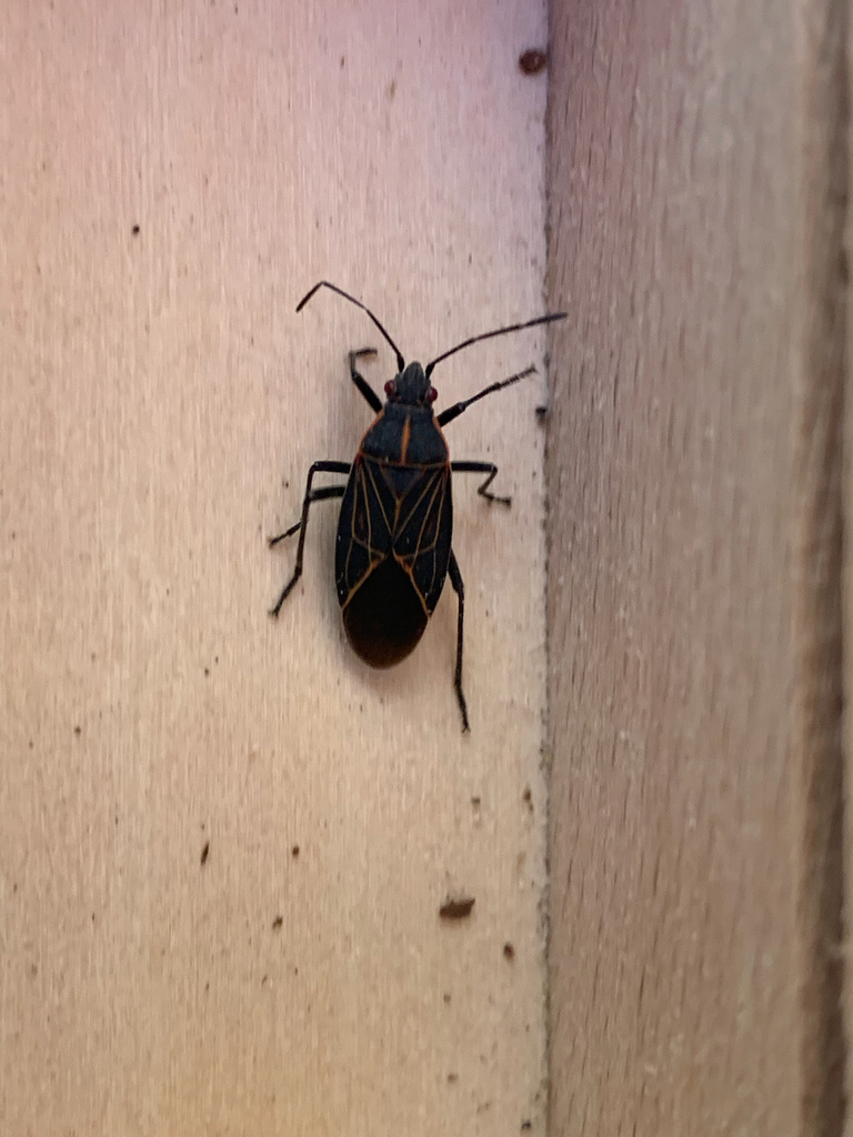 Western Boxelder Bug from 6947 Marvin Rd NE, Olympia, WA on March 3 ...