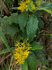 Palicourea lasiorrhachis