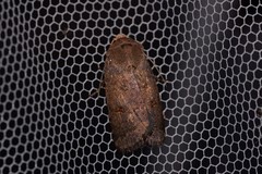 Proteuxoa hypochalchis