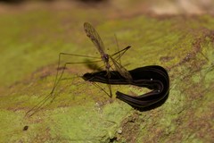 Platydemus victoriae