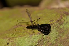 Platydemus victoriae