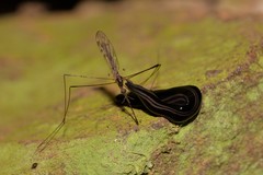 Platydemus victoriae