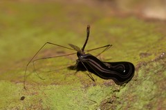 Platydemus victoriae