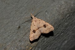 Trigonistis asthenopa