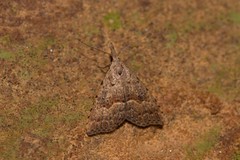 Trigonistis asthenopa