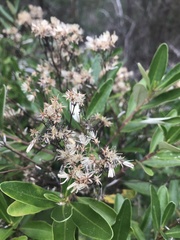 Olearia viscosa