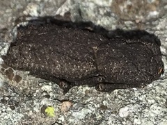 Zopherinae