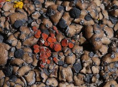 Erichansenia epithallina