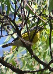 Setophaga magnolia