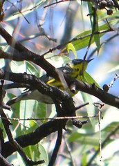 Setophaga magnolia