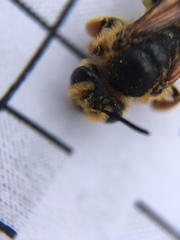 Andrena prunorum