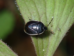 Sehirus cinctus cinctus