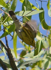 Setophaga magnolia