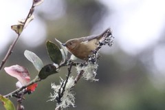 Diglossa albilatera