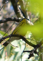 Setophaga magnolia
