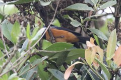 Conirostrum sitticolor